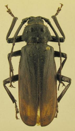 Réf. 219 603 : Anomophysis plagiata